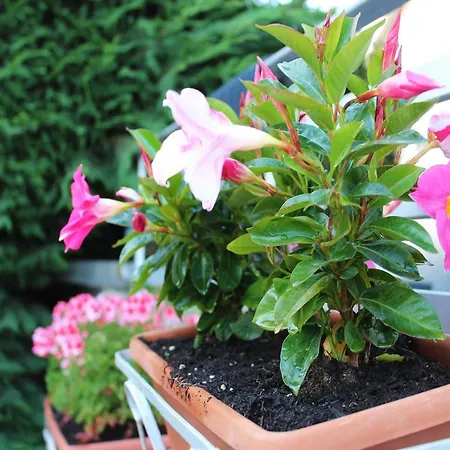 La Rocca Di Loyola Naples